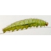 Marbled White galathea 15 eggs